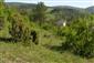 Suchomilné travinnobylinné a krovinové porasty na vápnitom podloží (*dôležité stanovištia Orchideaceae) (4.5.2014)